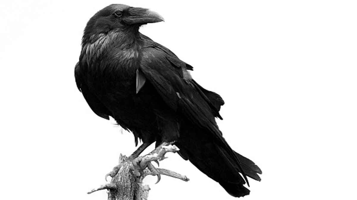 Crows Understand Zero 