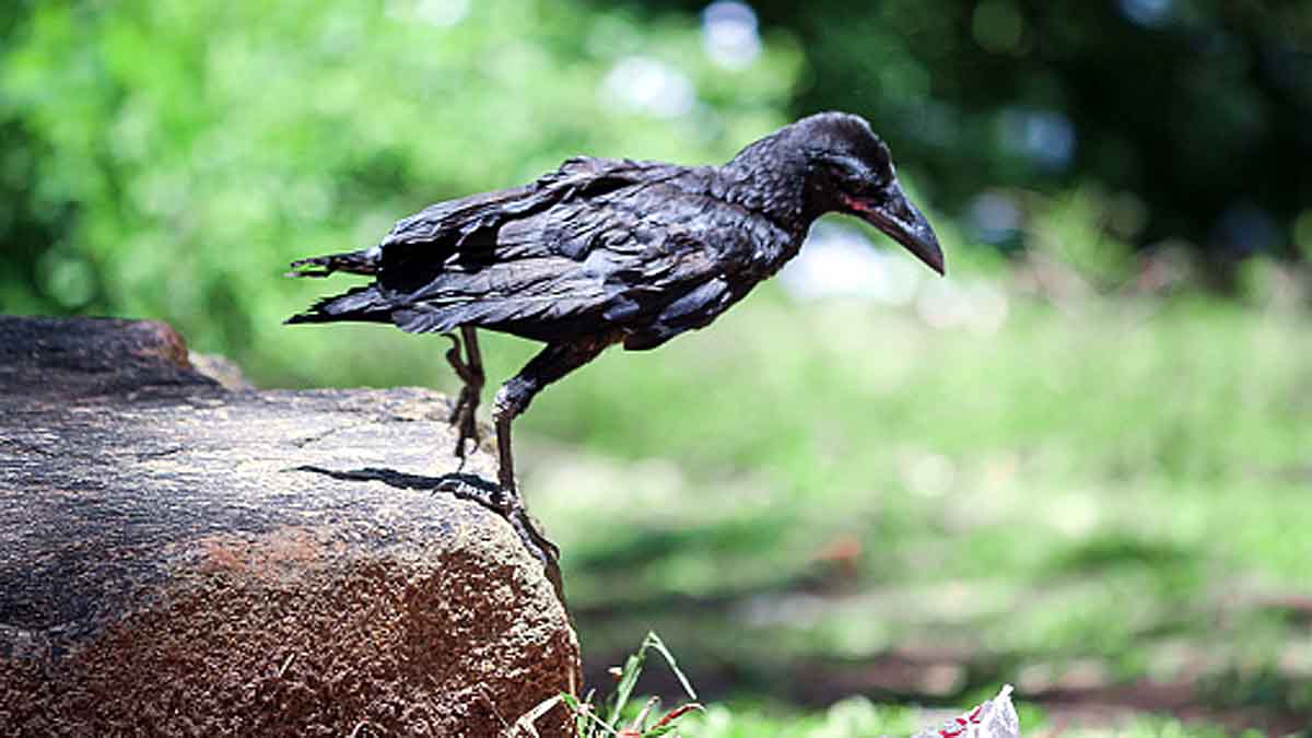 Crows Understand Zero 