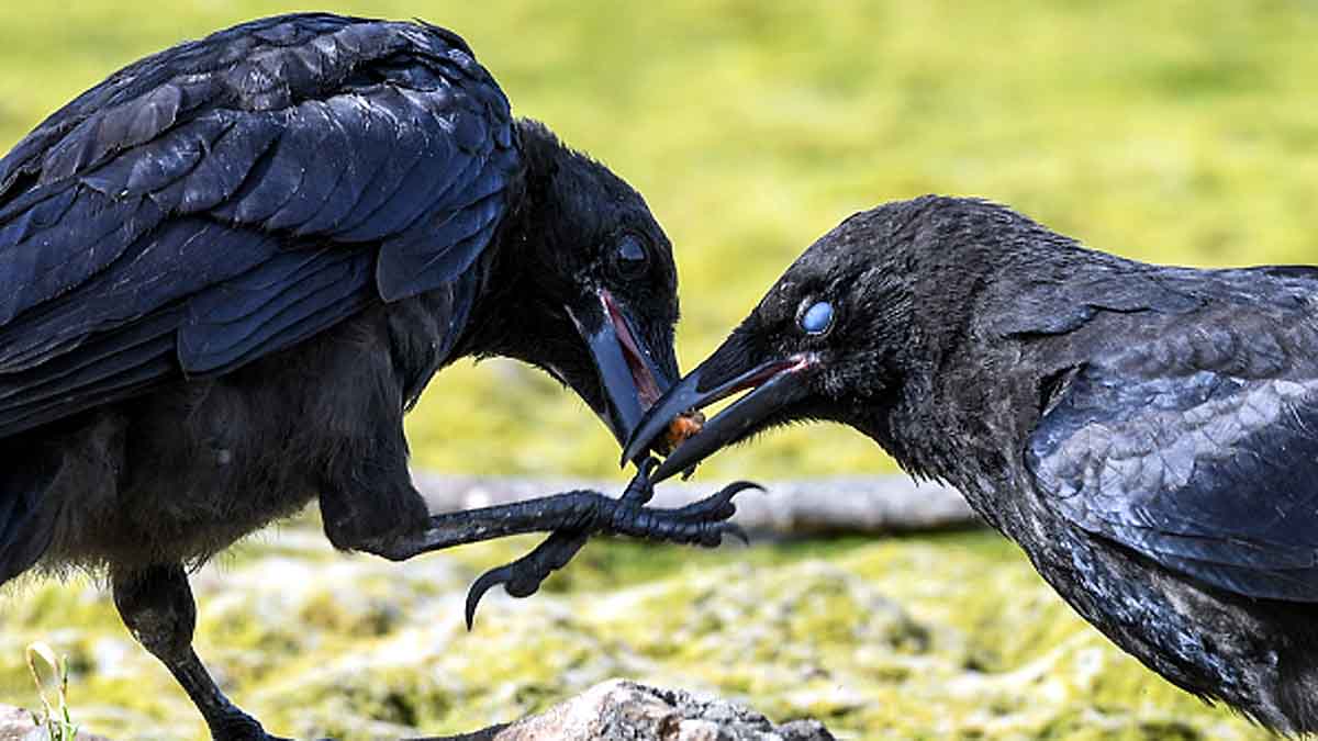 Crows Understand Zero 