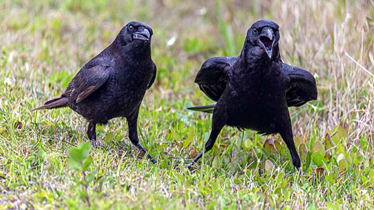 Crows Understand Zero 