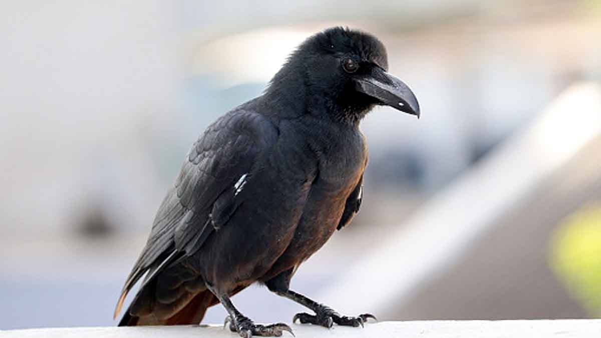 Crows Understand Zero 