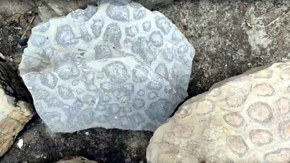 150 Crore Years Old Fossil