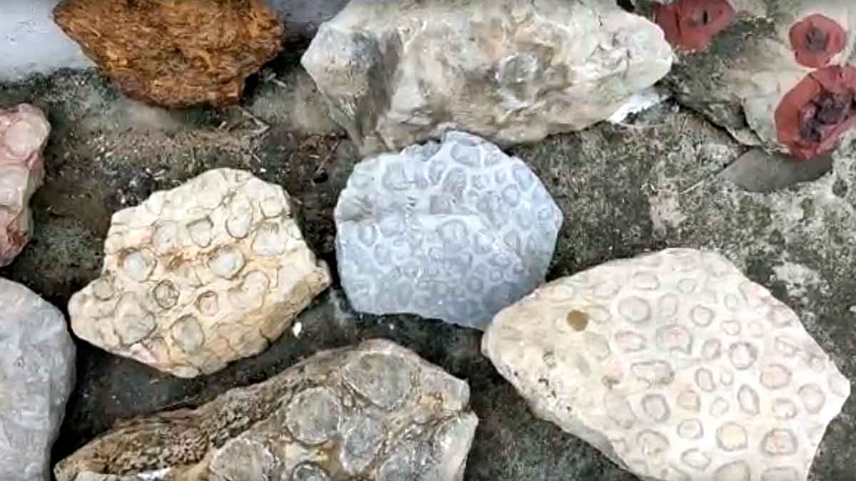 150 Crore Years Old Fossil