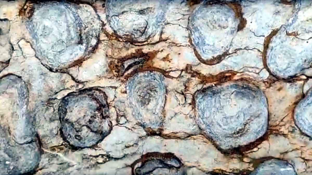 150 Crore Years Old Fossil