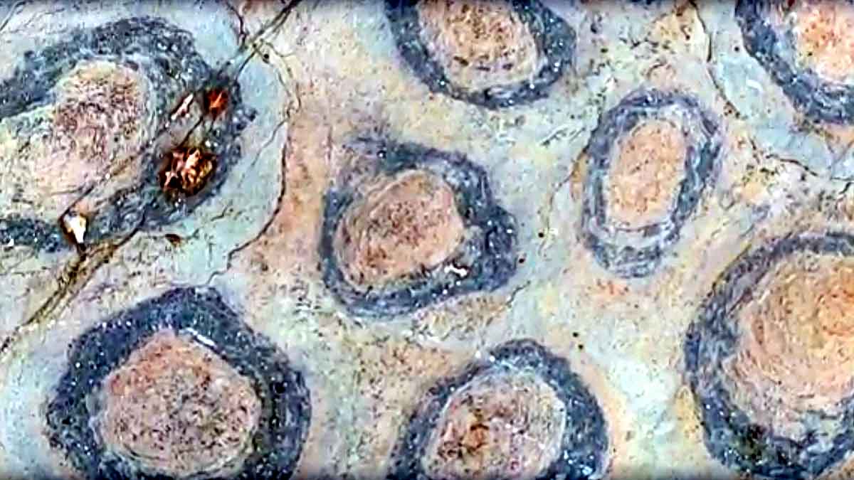 150 Crore Years Old Fossil