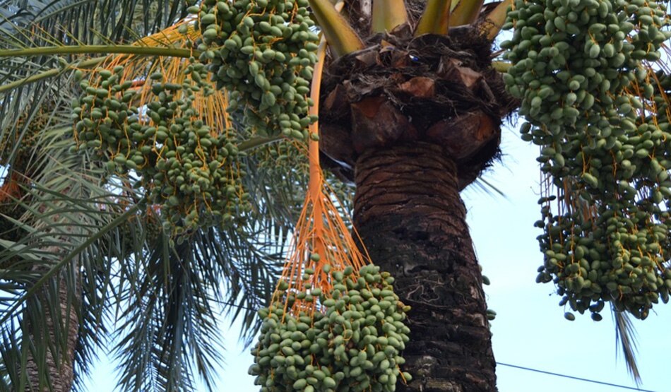 घर में लगाना वर्जित2