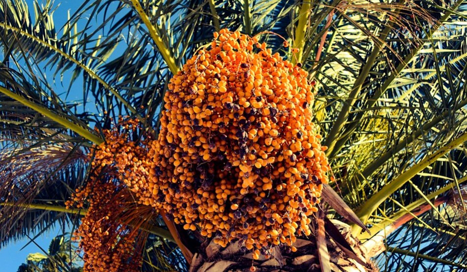 पंडित कमल नंदलाल5