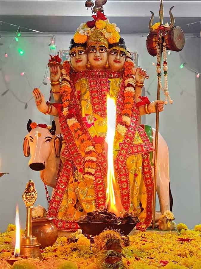 khichdi-eating jackal