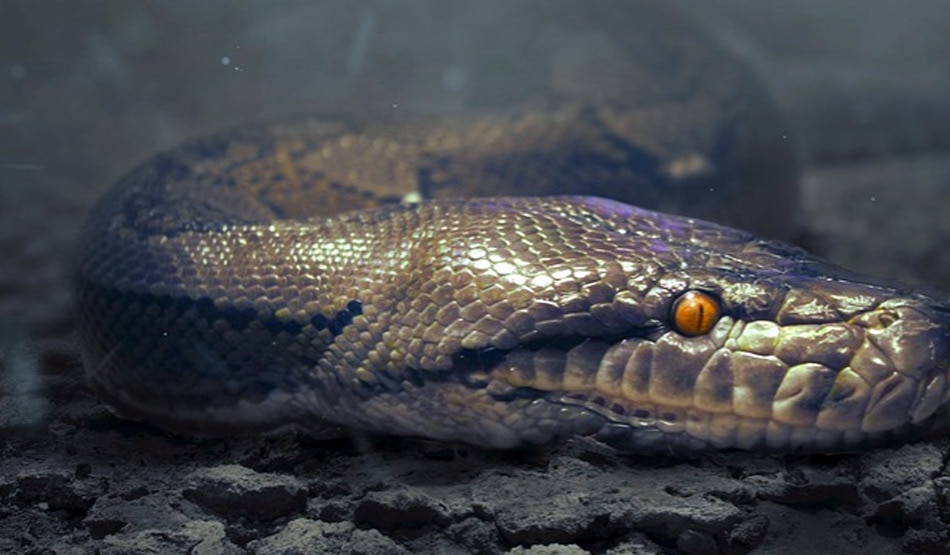 सपने में सांप देखना