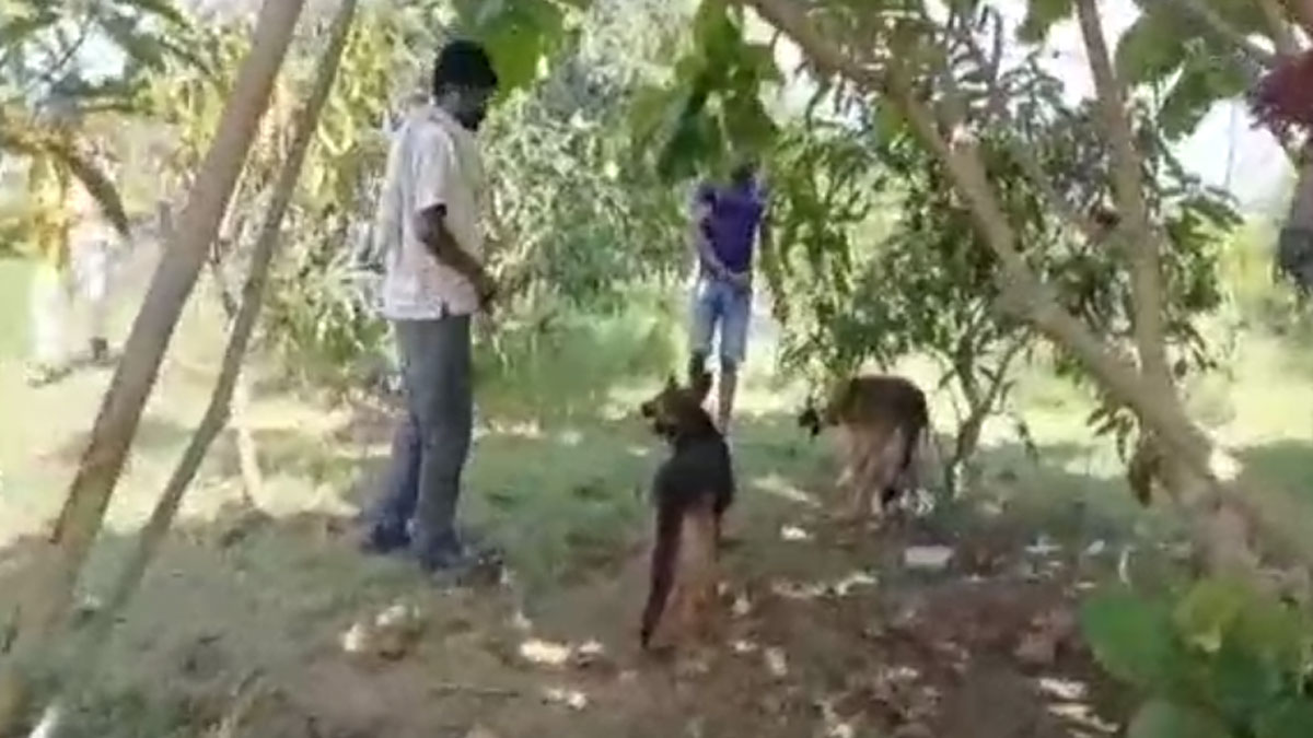 3 Guards, 9 Dogs to protect world's costliest mango 