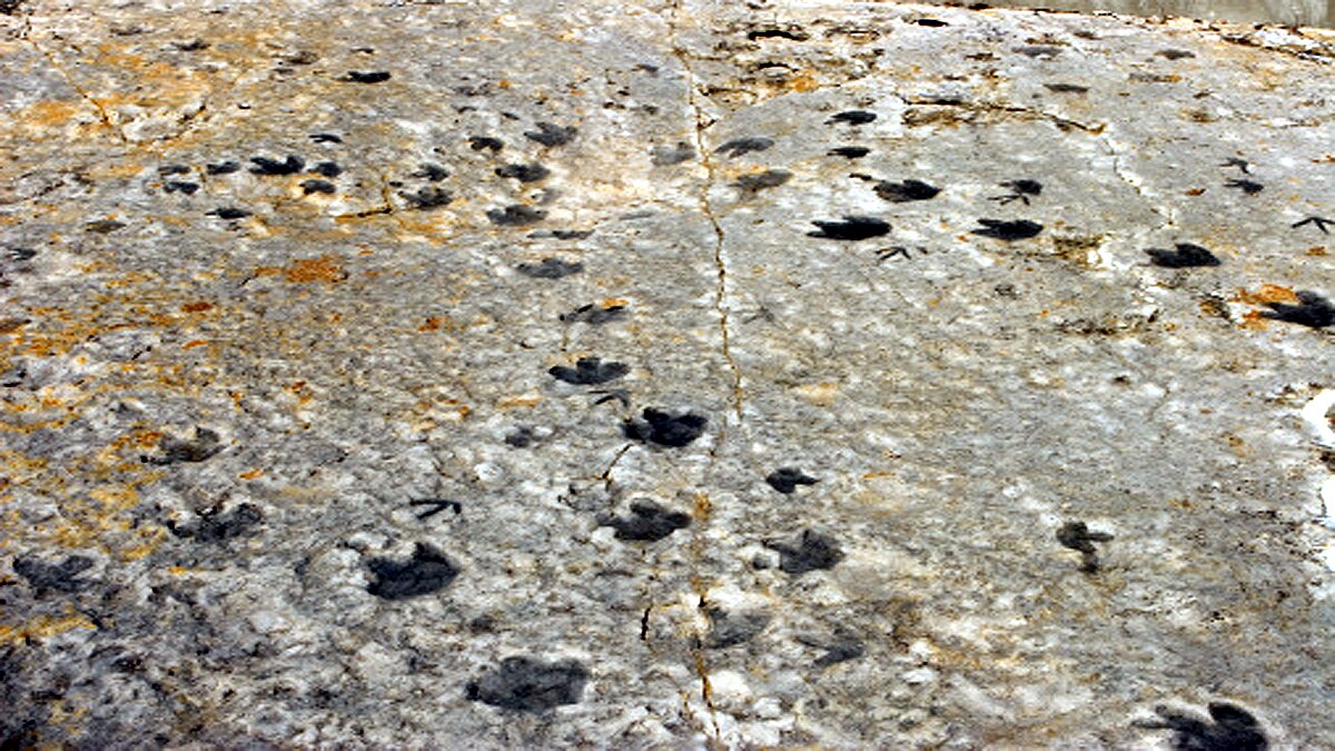 Footprints of Last Dinosaurs