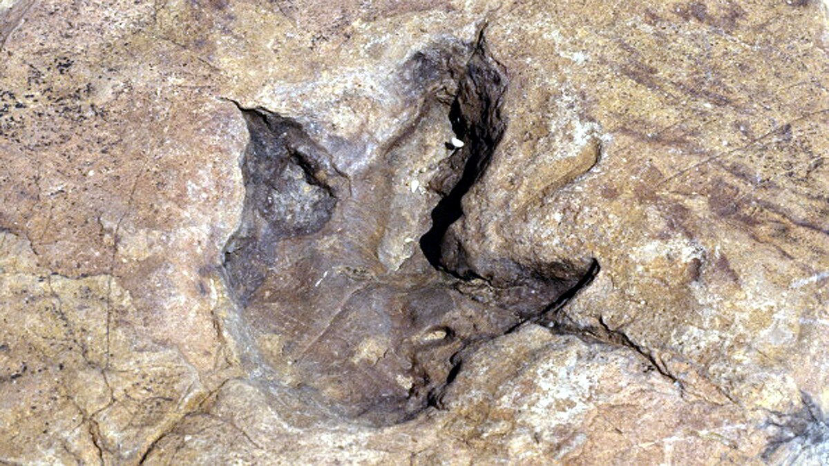 Footprints of Last Dinosaurs