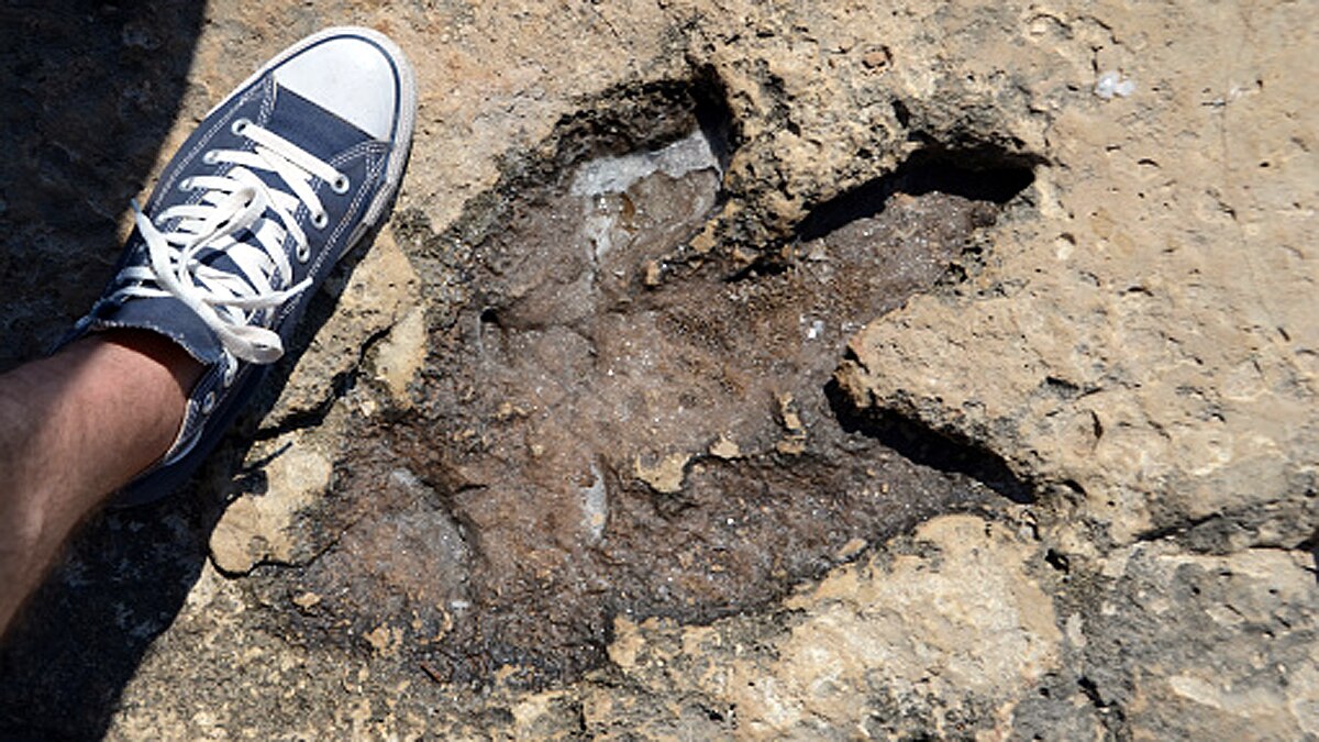 Footprints of Last Dinosaurs