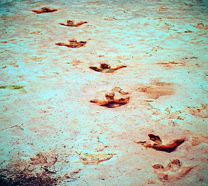 Footprints of Last Dinosaurs