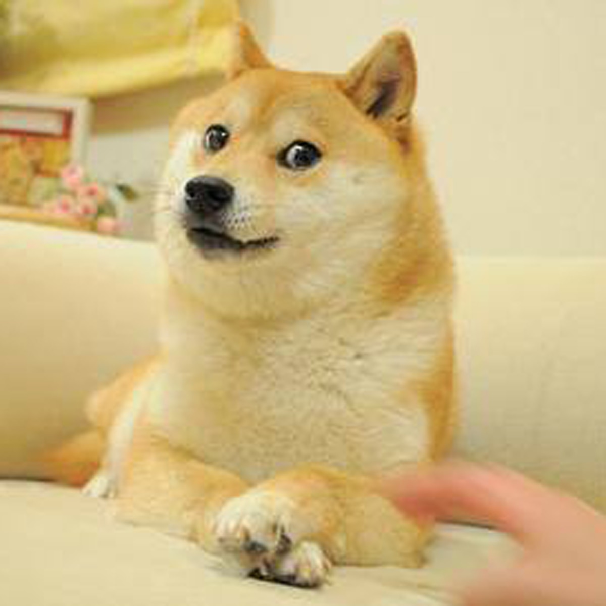 Shiba Inu Dog