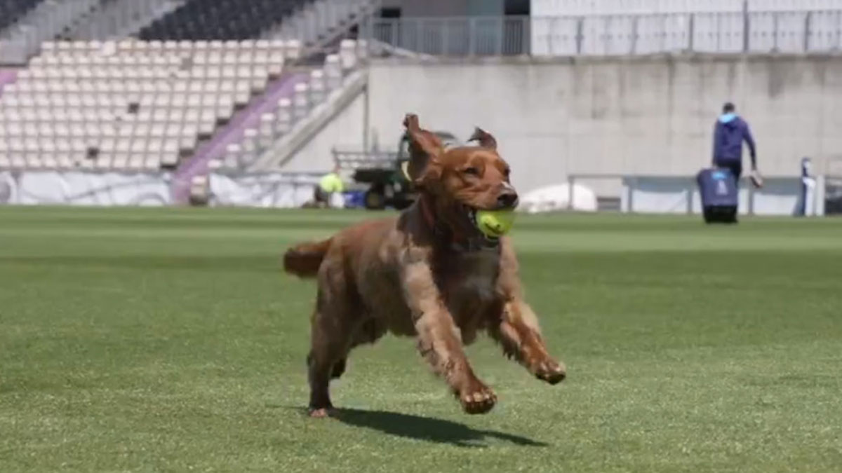 Ravi Shastri gets playful with a dog during practice sessions