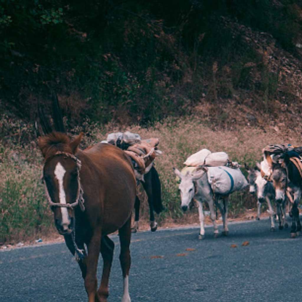 donkey population