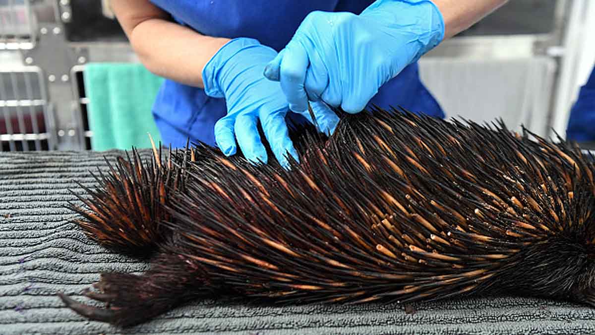 Echidna 4 headed penis
