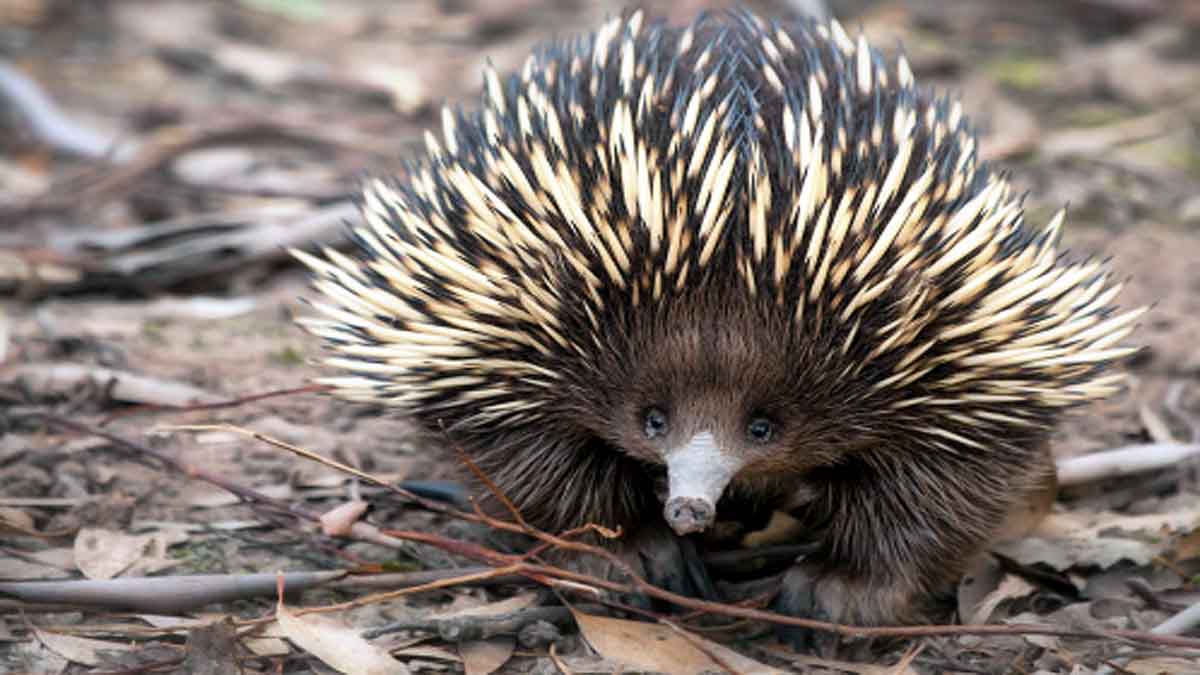 Echidna 4 headed penis