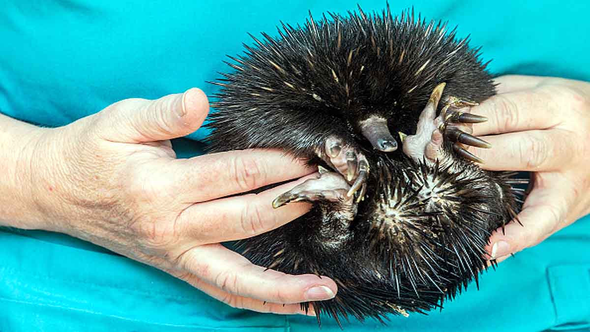 Echidna 4 headed penis