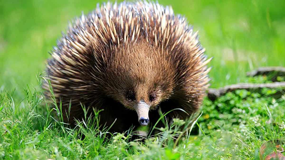 Echidna 4 headed penis