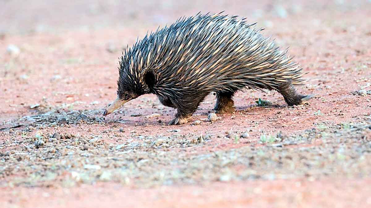 Echidna 4 headed penis
