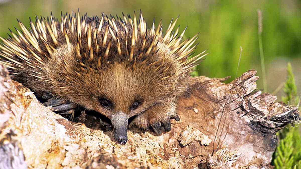 Echidna 4 headed penis