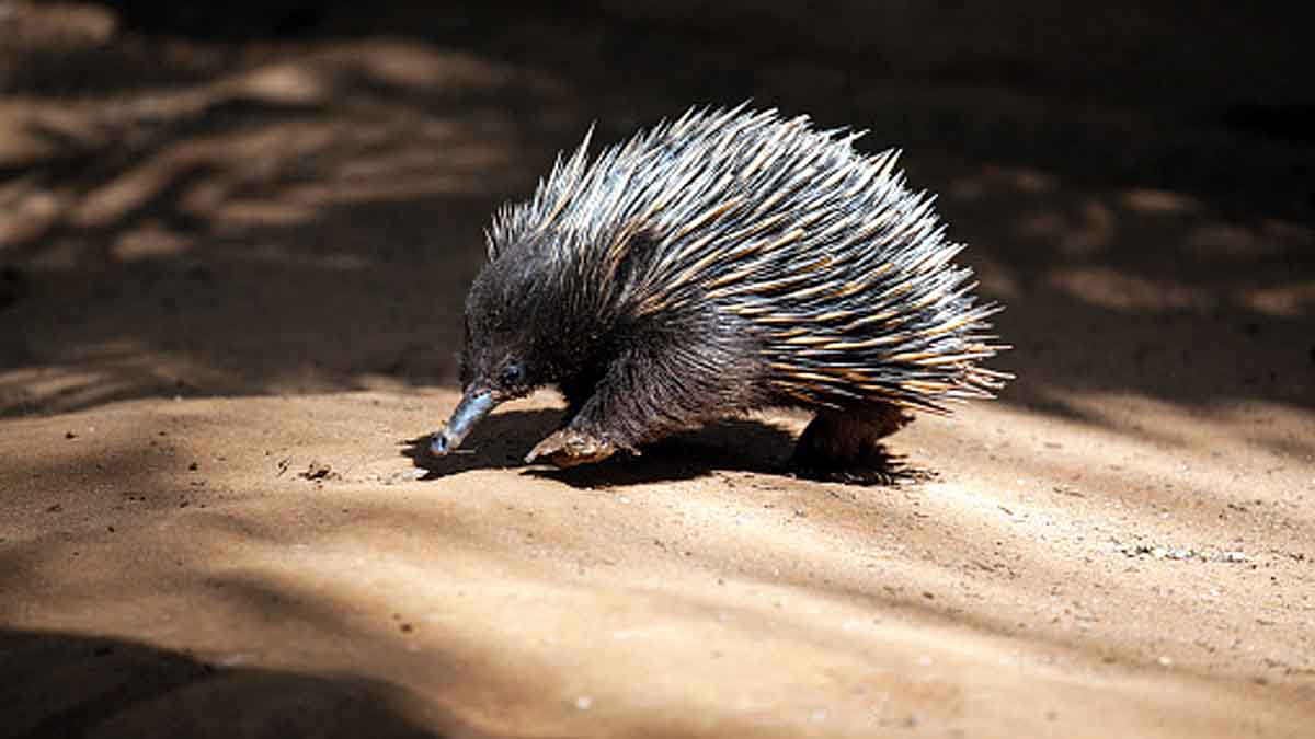 Echidna 4 headed penis