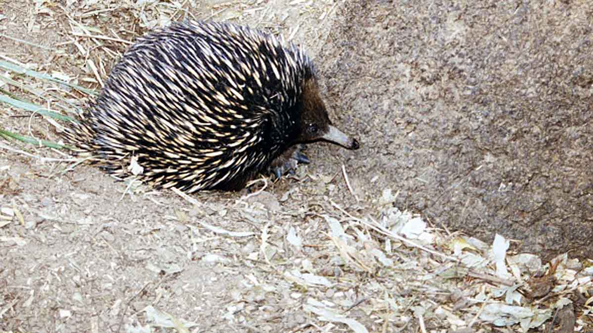 Echidna 4 headed penis