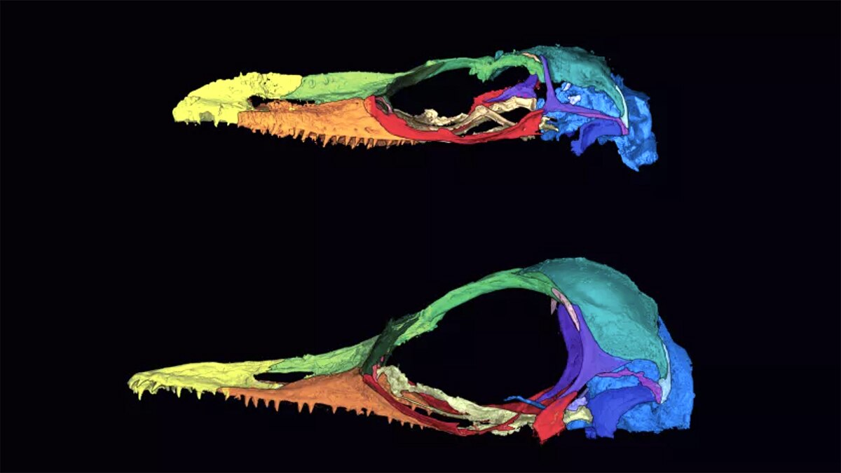 Strange Beast in Amber Myanmar