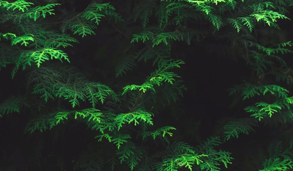  पर्यावरण4