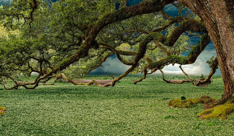 पर्यावरण6