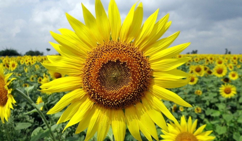 World Environment Day5