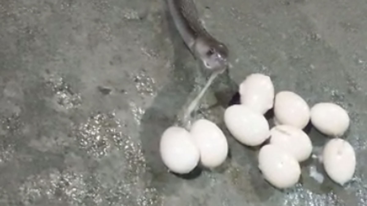  कोबरा सांप ने निगले मुर्गी के 10 अंडे 