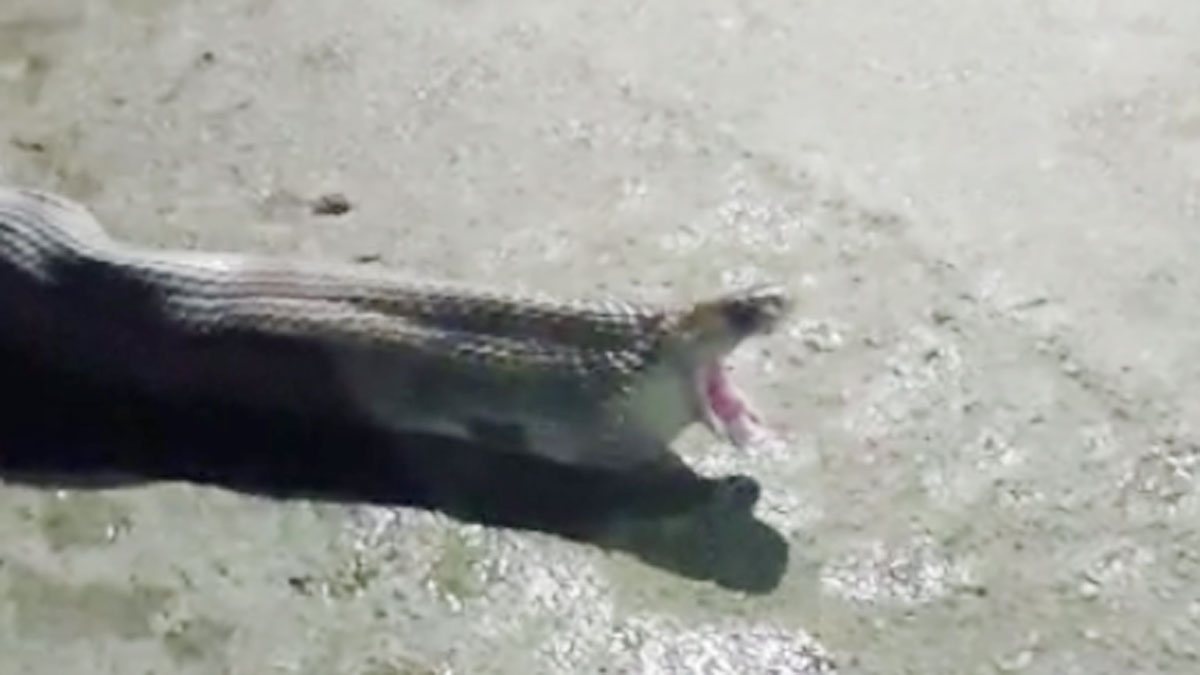 कोबरा सांप ने निगले मुर्गी के 10 अंडे 