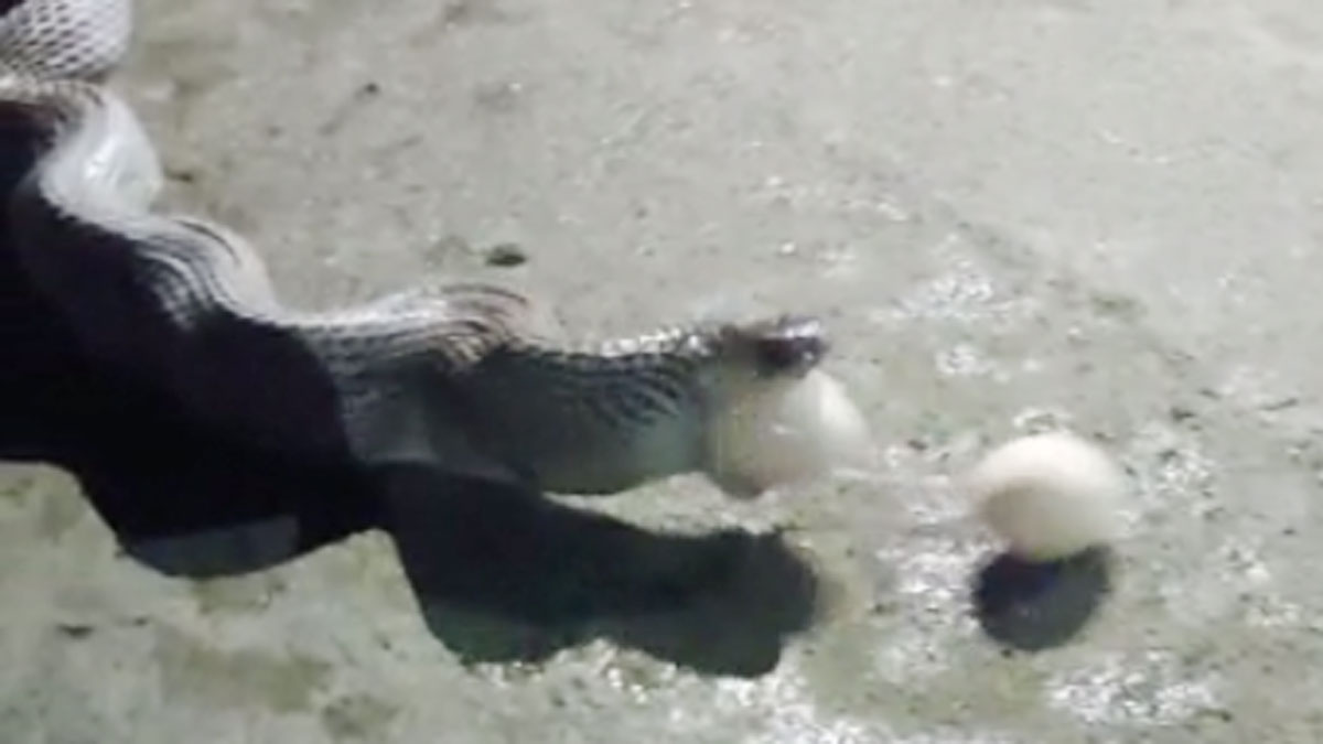 कोबरा सांप ने निगले मुर्गी के 10 अंडे 