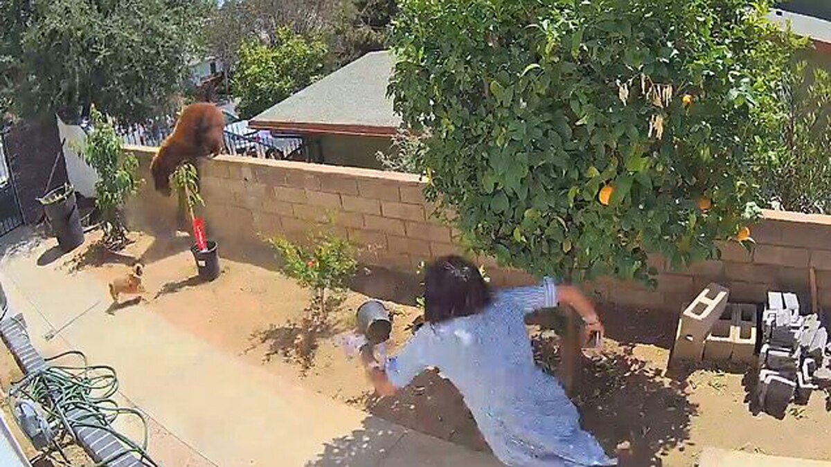 girl fights with bear