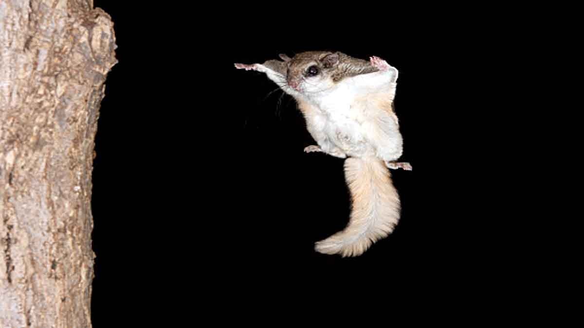 Woolly Flying Squirrel