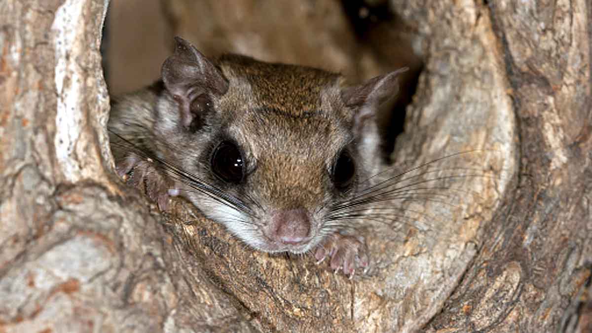 Woolly Flying Squirrel