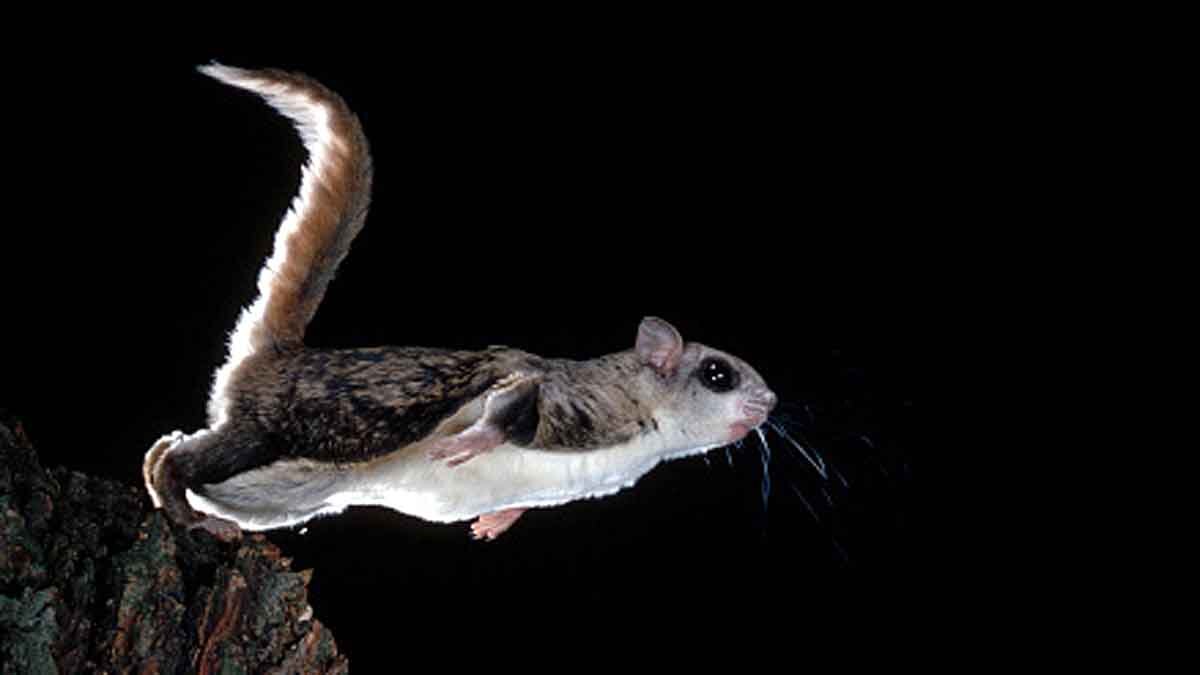 Woolly Flying Squirrel