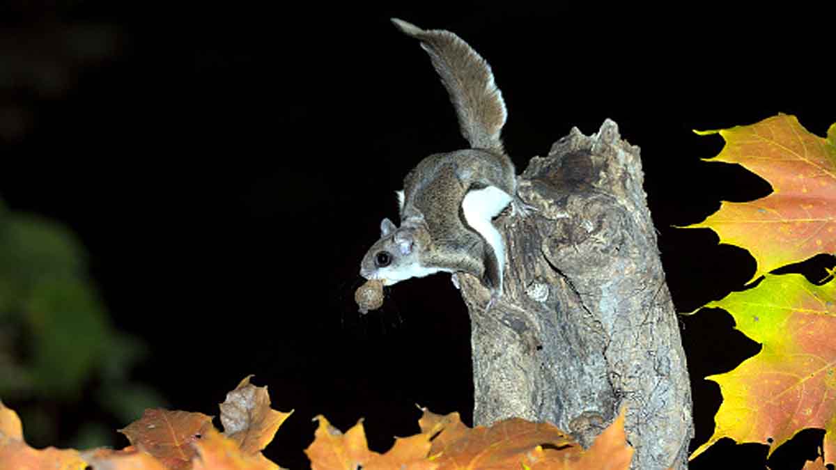 Woolly Flying Squirrel