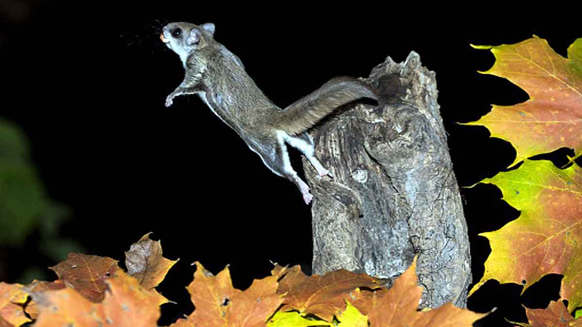 Woolly Flying Squirrel