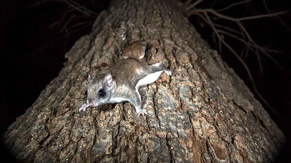 Woolly Flying Squirrel