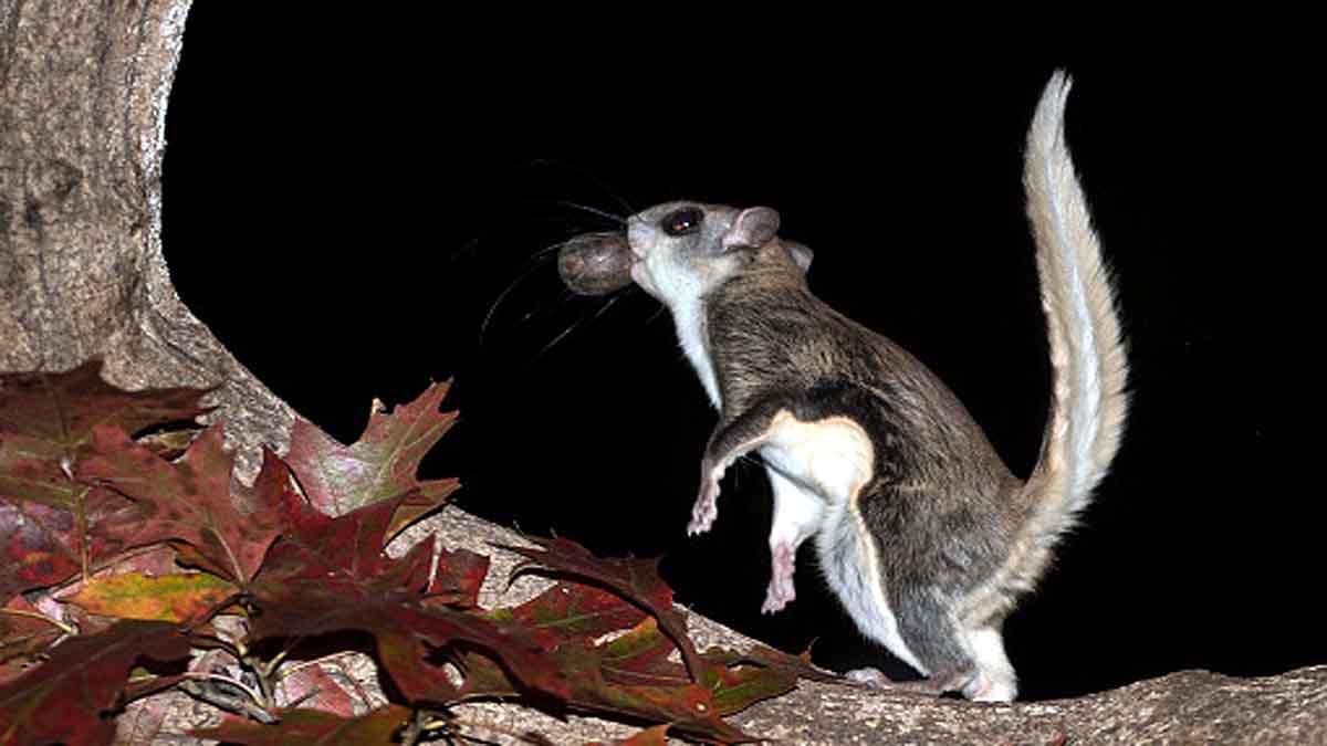 Woolly Flying Squirrel