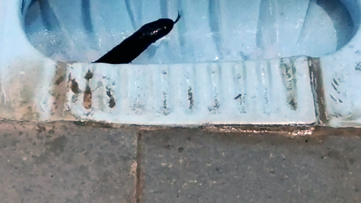 टॉयलेट की सीट से निकला कोबरा