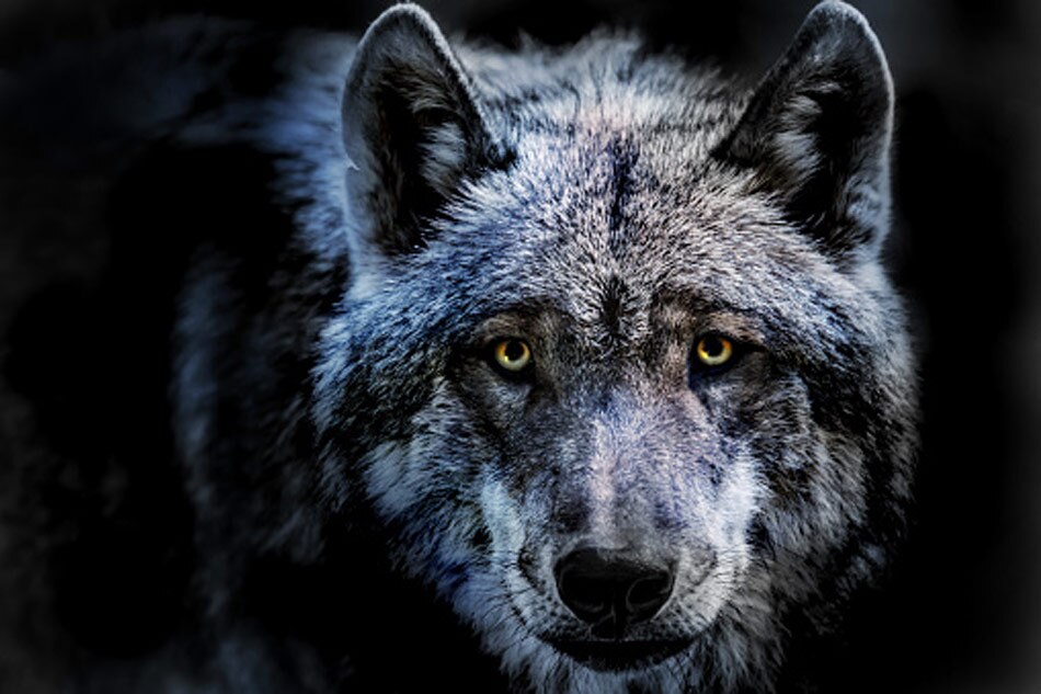 30 wolves chasing actors 