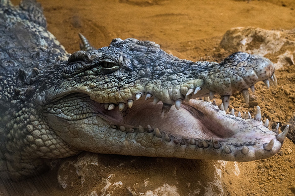 Woman fight with crocodile