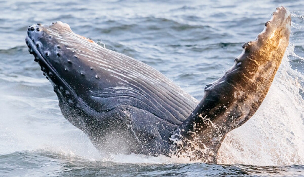 व्हेल मछली