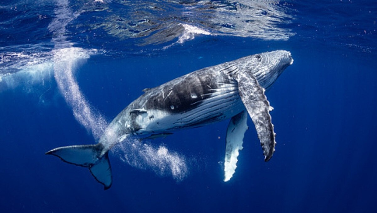 व्हेल मछली