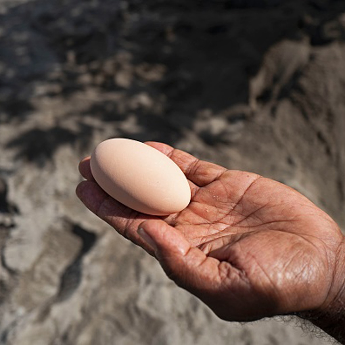 1000 year old chicken egg 